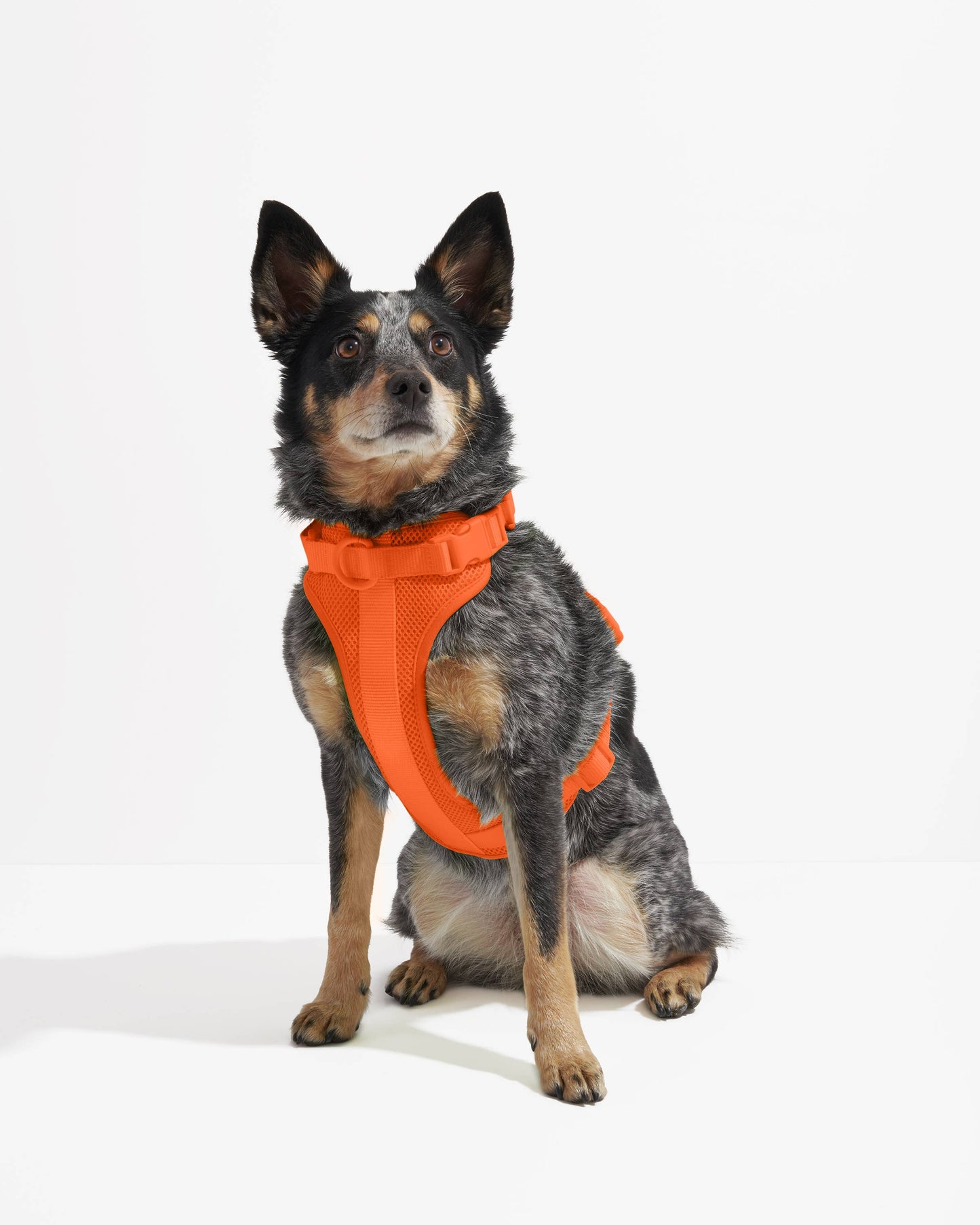 Wild One - Adjustable Comfort Dog Harness - Blush / LARGE