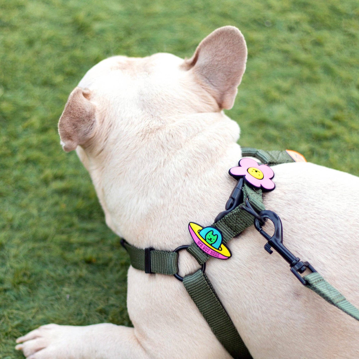 Jiby Dog Crew - UFO Dog Jiby