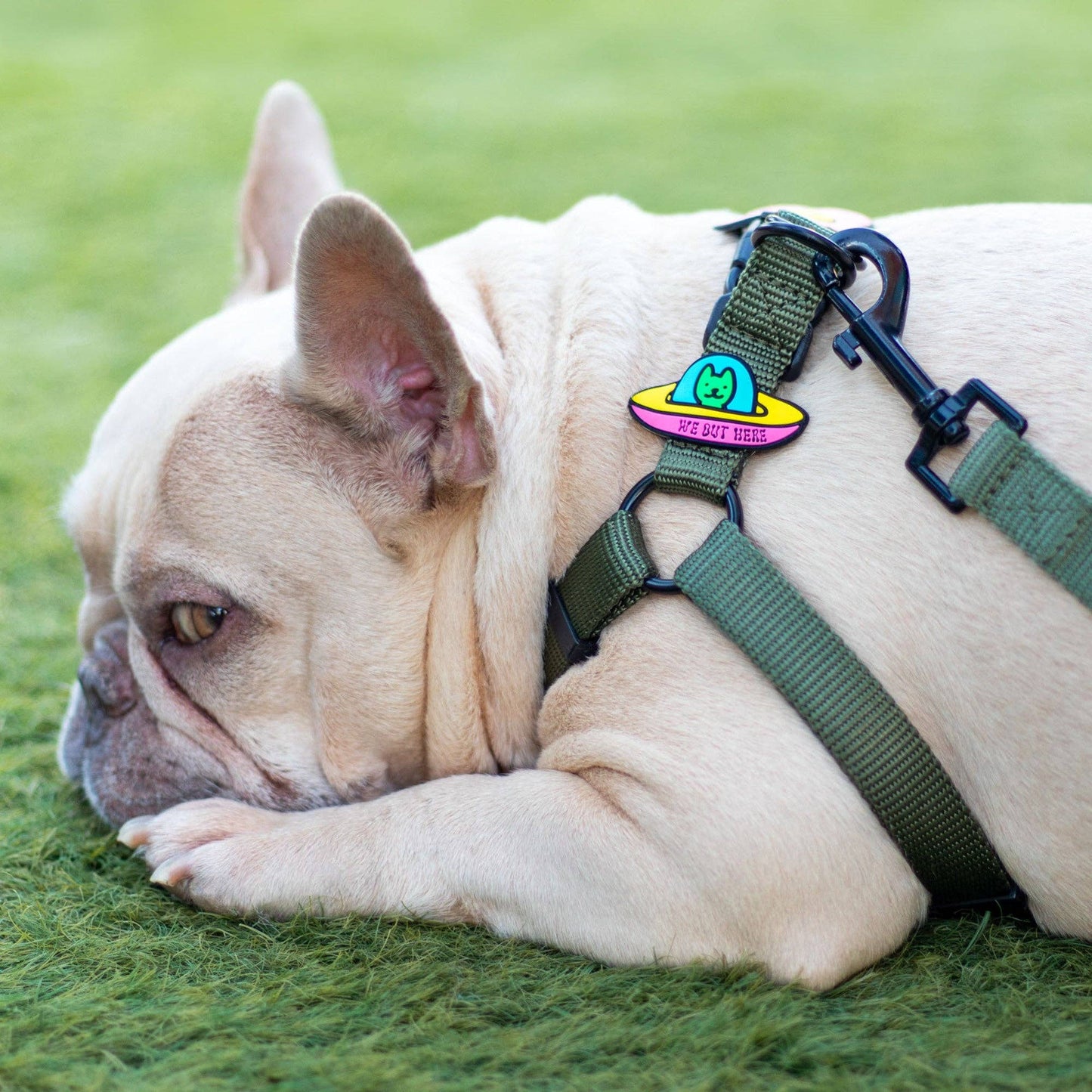 Jiby Dog Crew - UFO Dog Jiby
