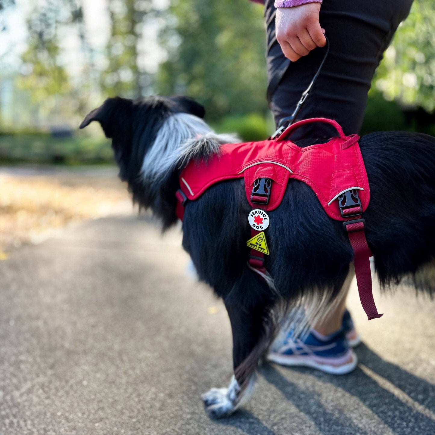 Jiby Dog Crew - Service Dog Jiby