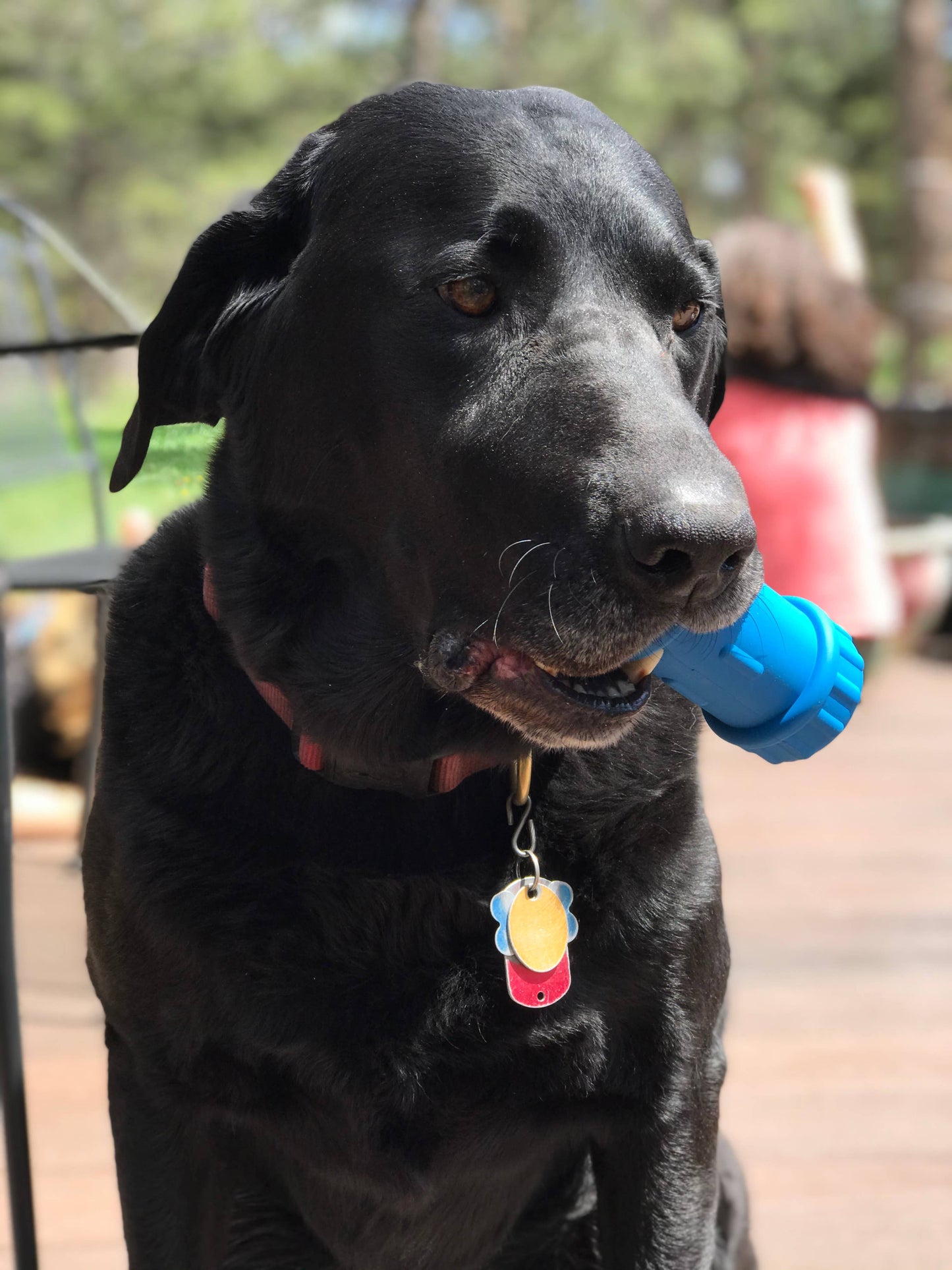 SodaPup - ID Bone - Natural Rubber - Treat Dispenser - Medium - Blue