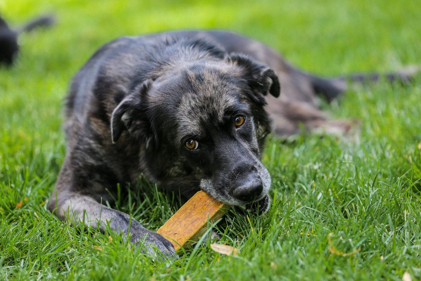 Healthy Dog Chews - Yak Cheese Chews Bulk SM/MD (ZDUR0101SM) -Single