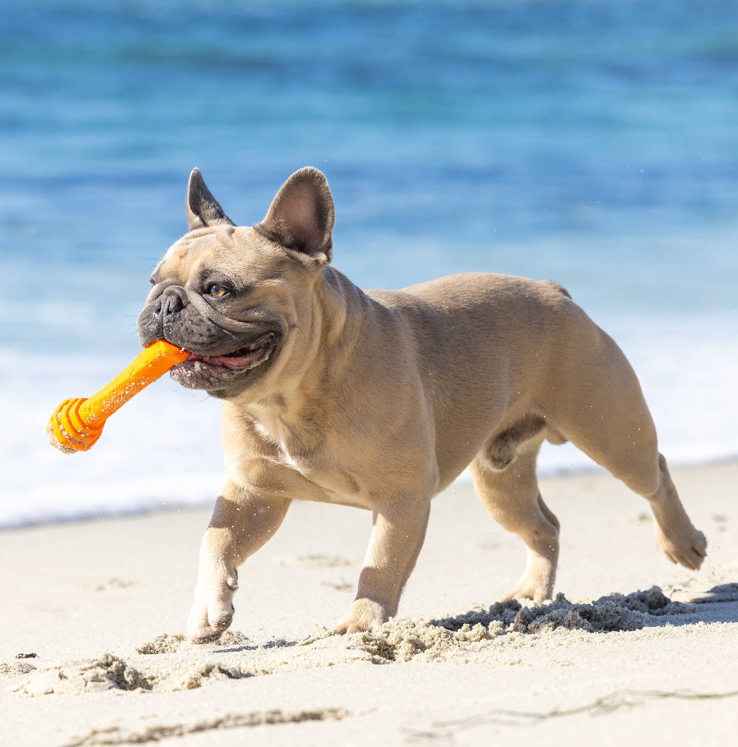 Project Hive Pet Company - Hive Fetch Stick