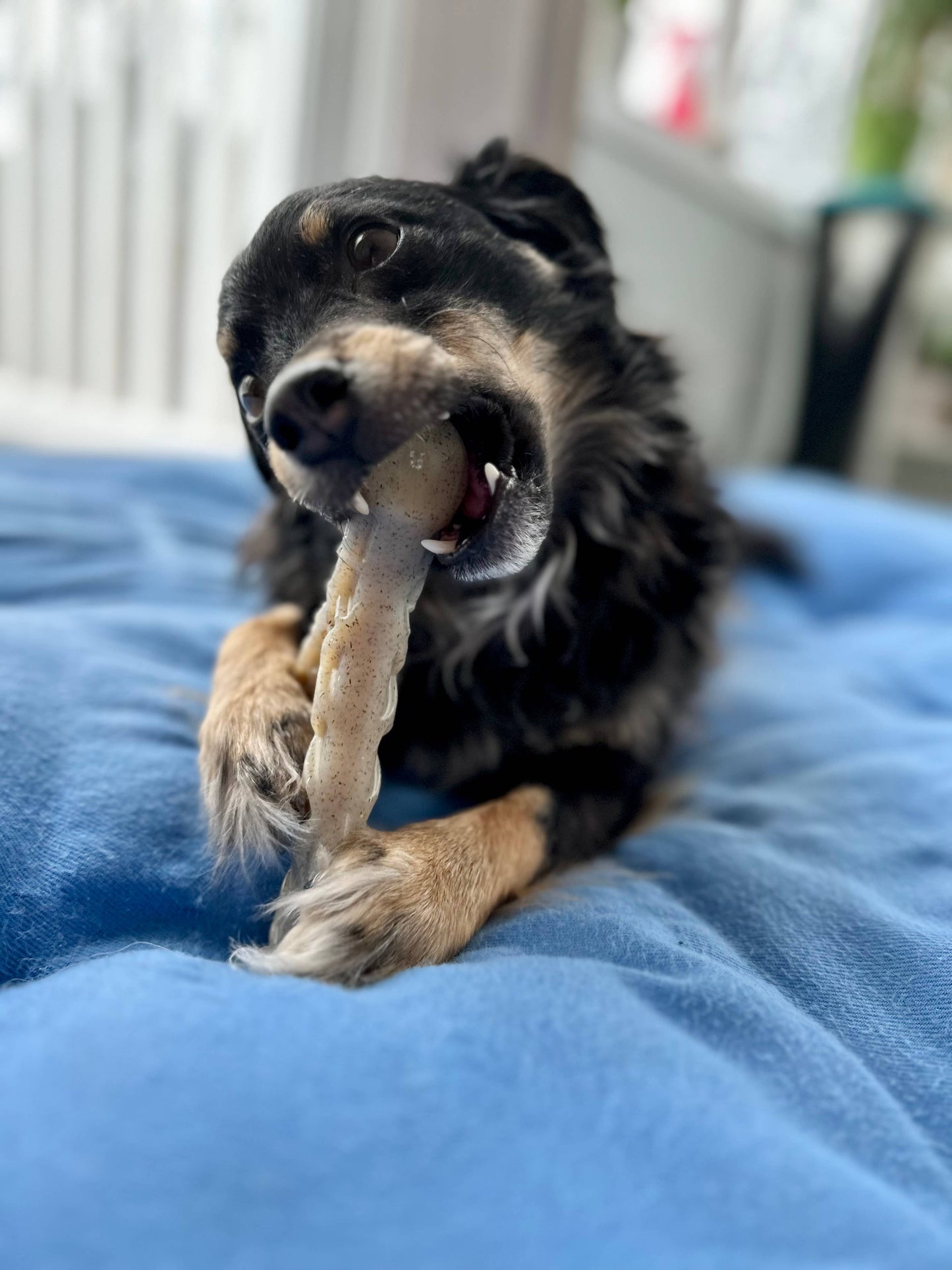 Spunky Pup - Hard Chew Nylon Antlers - Made in the USA - The Antler - Deer - Doot's Pet LLC Collars For A Cause