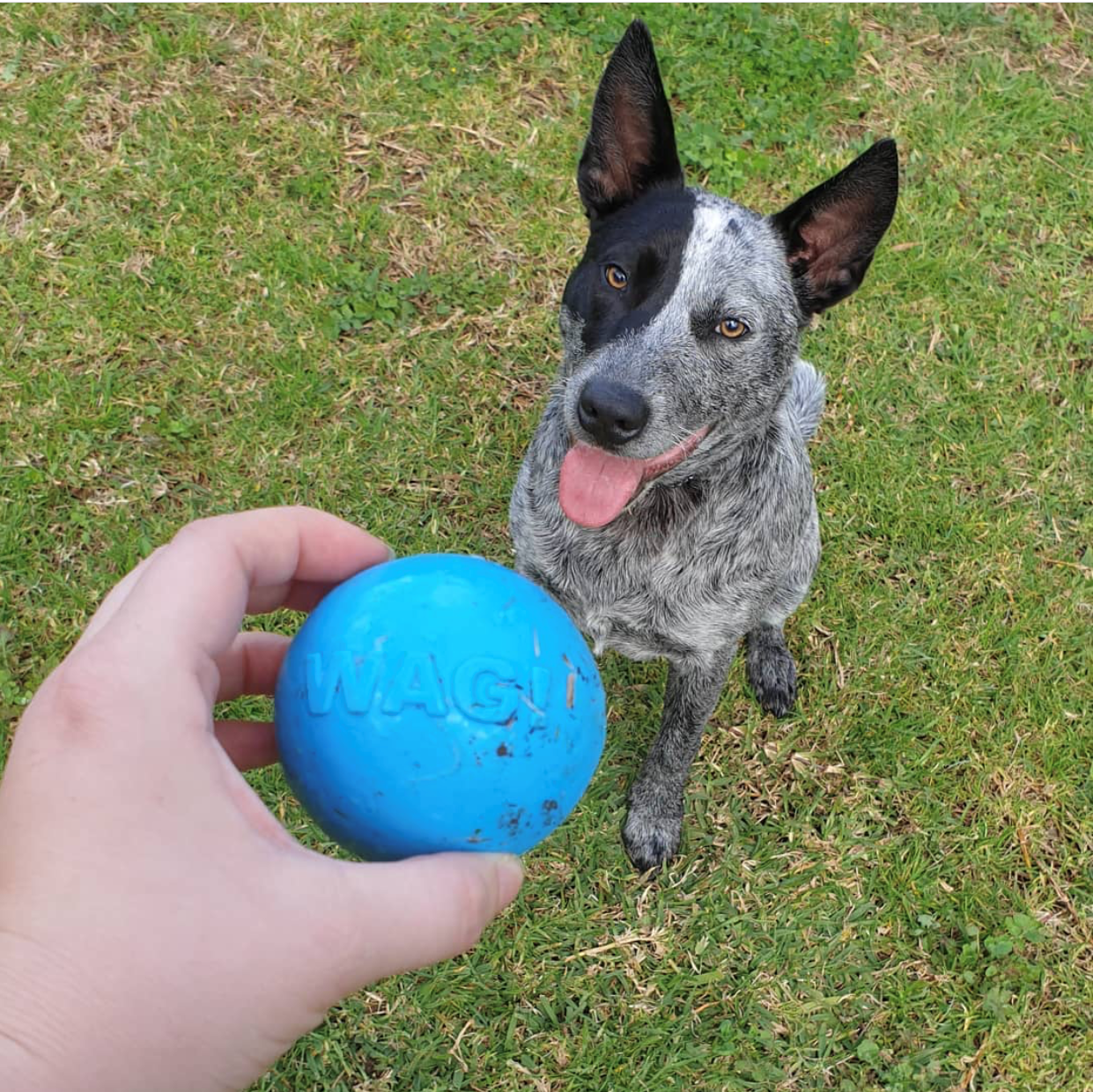 SodaPup - Wag Ball Durable Synthetic Rubber Chew & Retrieving Toy