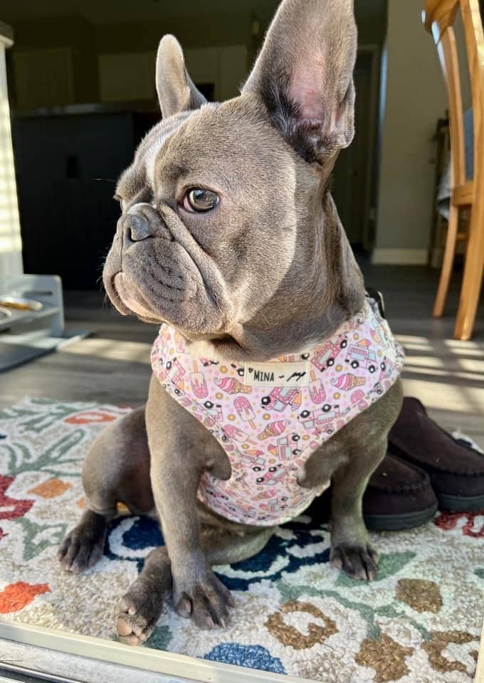 Mina + Pup - Ice Cream Dreams Adjustable Dog and Cat Harness