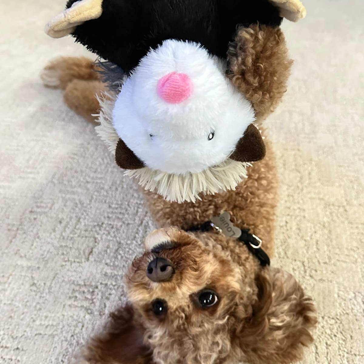 Tall Tails - Possum Rope Body Dog Toy