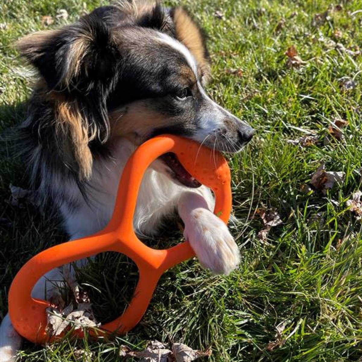 Tall Tails - GOAT Natural Rubber Tug Dog Toy