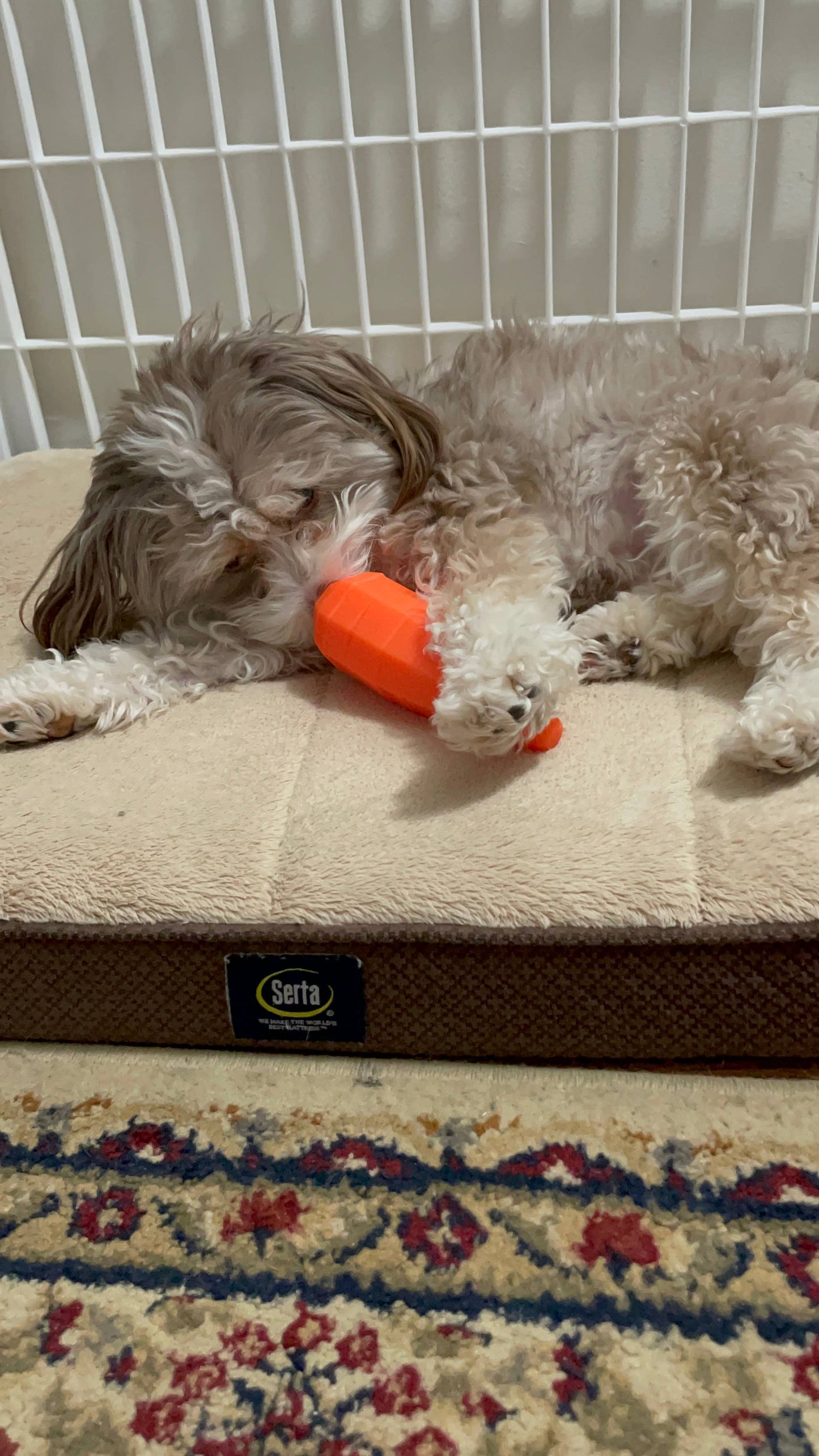 Spunky Pup - Treat Dispensing Fruits and Veggies - Carrot - Doot's Pet LLC Collars For A Cause