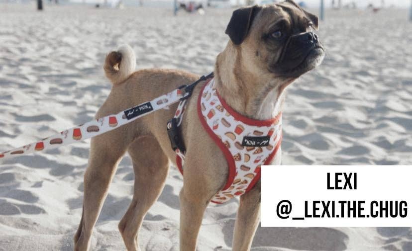 Mina + Pup - Drive-In Diner Comfort Leash
