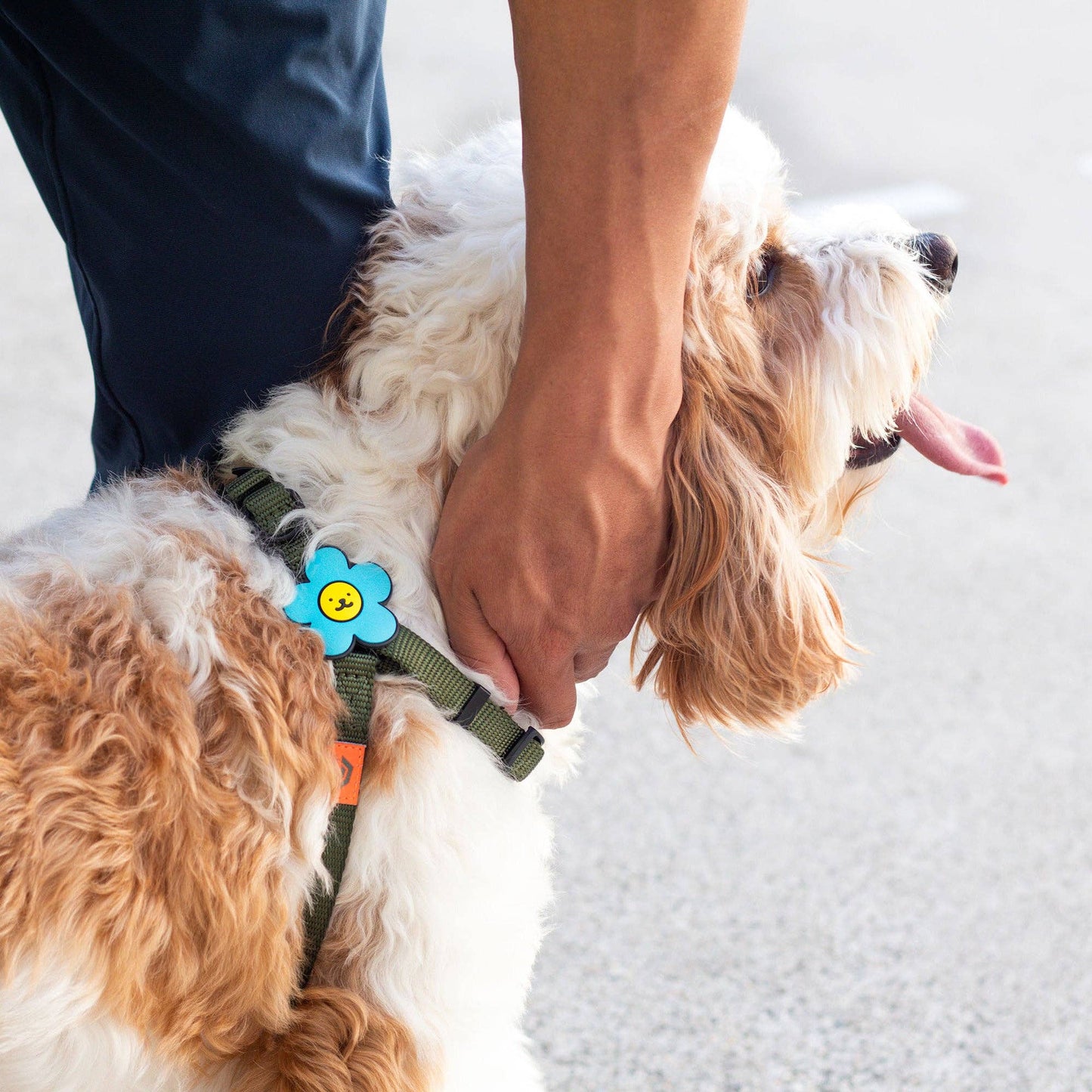 Jiby Dog Crew - Daisy Dog Jiby - White