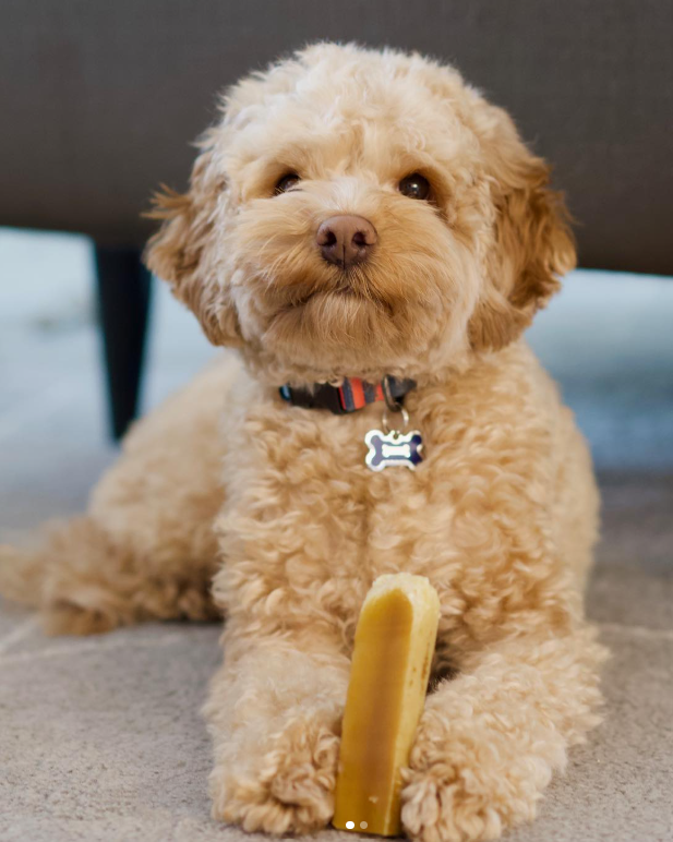 Doot's Chew Bar - Yeti Dog Chew - Yak Cheese Chew MD, LG, XL