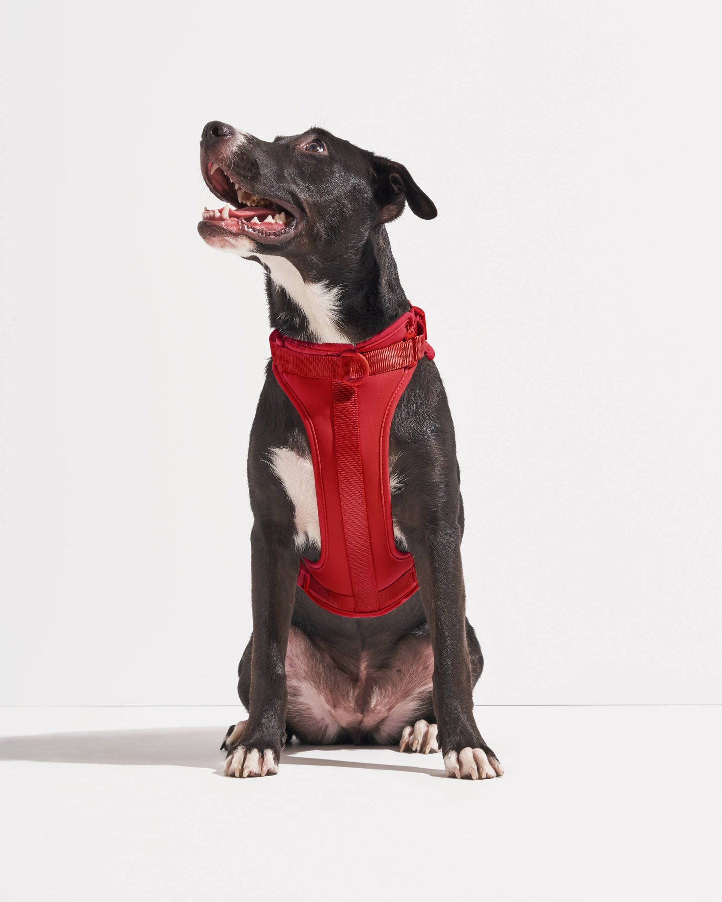 Wild One - Adjustable Comfort Dog Harness - Moonstone / MEDIUM
