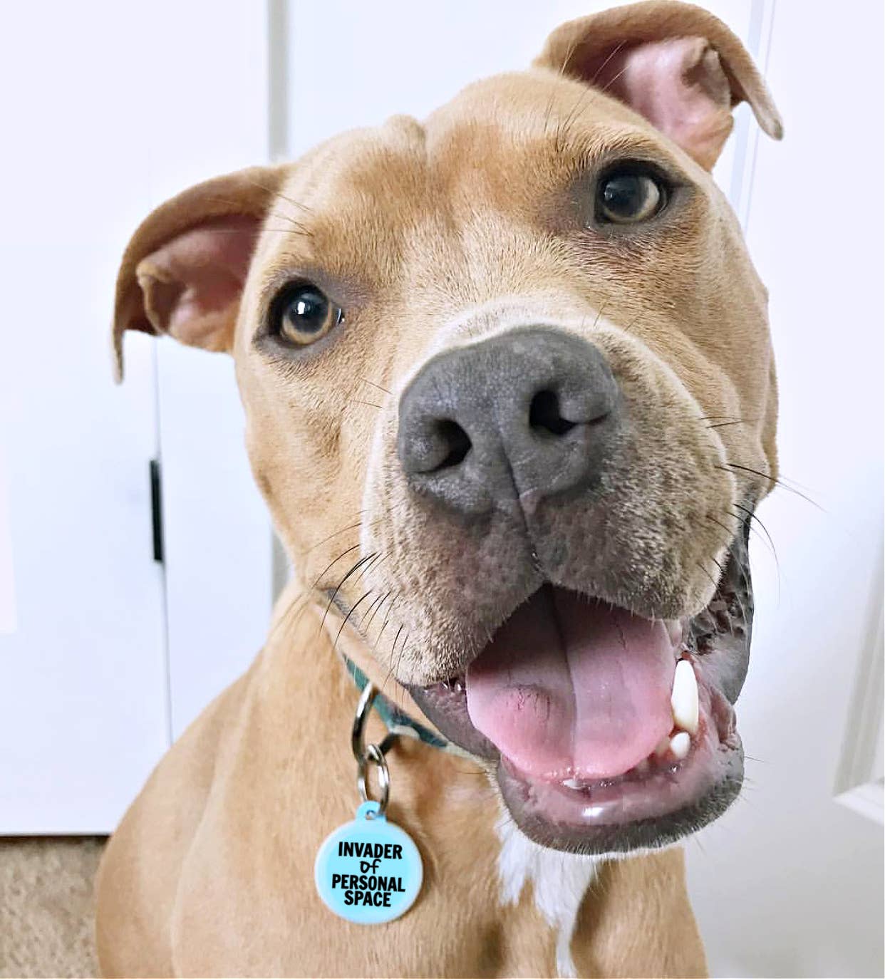 Bad Tags - Dog Tag with Personalized QR Code - Invader Personal Space - Green / Engraved QR Code / Large 1.25"