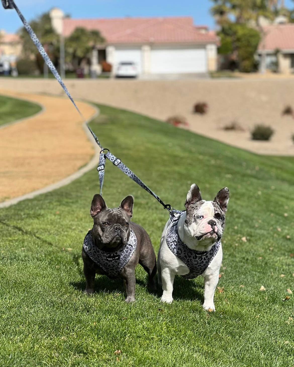 Mina + Pup - YOU'RE SO GLAM LEASH SPLITTER: WALK 2 dogs with 1 leash!