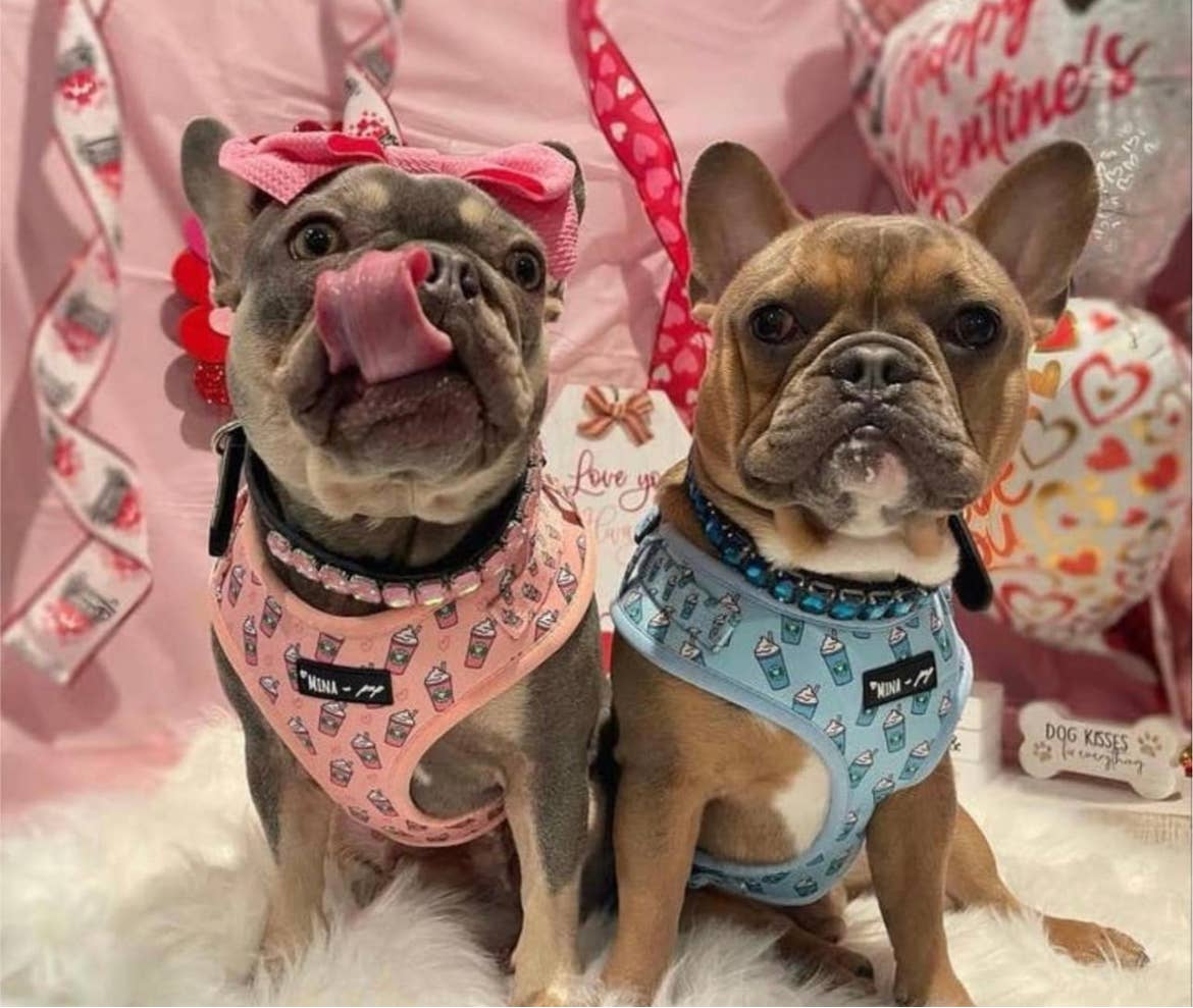 Mina + Pup - Blue Pupshake Adjustable Dog or Cat Harness