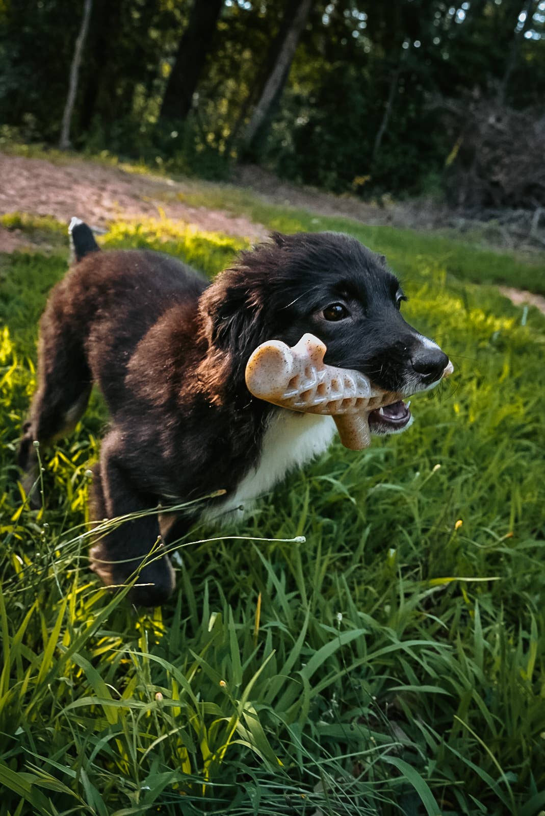Spunky Pup - Hard Chew Nylon Antlers - Made in the USA - The Antler - Ram - Doot's Pet LLC Collars For A Cause