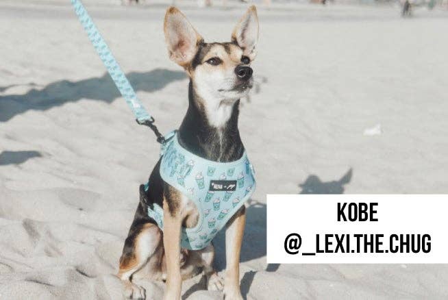 Mina + Pup - Blue Pupshake Comfort Leash
