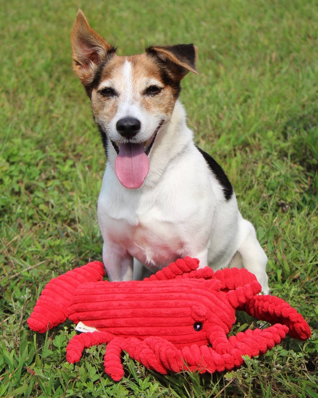 Tall Tails - Tall Tails Crunch Plush Lobster Dog Toy - 14"