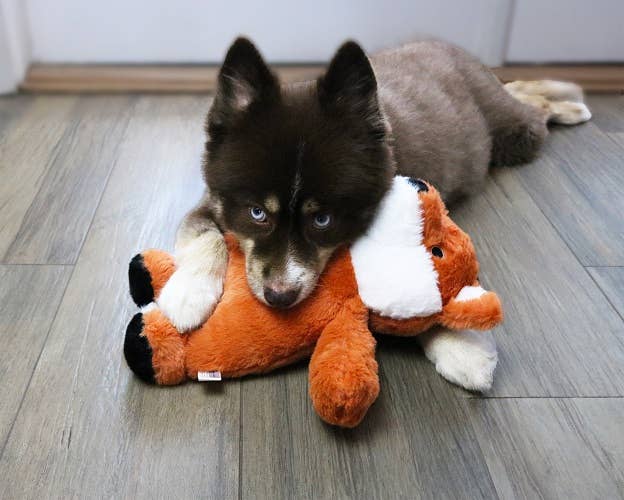 Barker's Bowtique - Dog Star Felicia the Fox Plush Dog Toy - Small