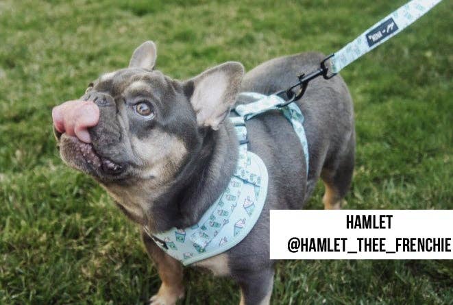 Mina + Pup - Blue Pupshake Comfort Leash