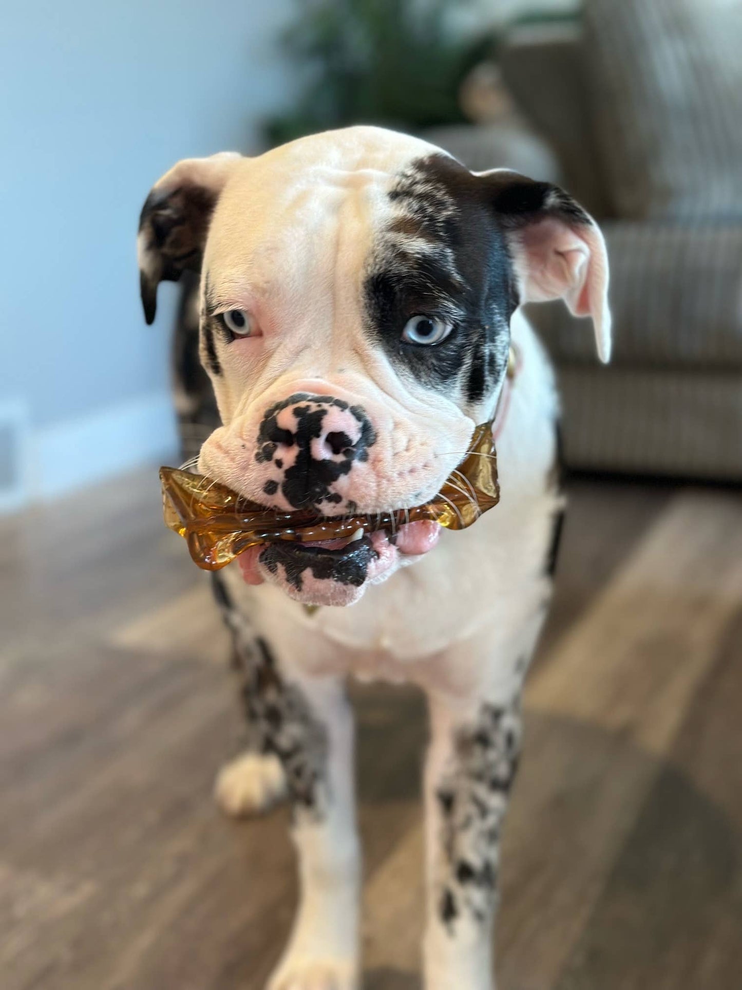 Wag & Bright Supply Co. - Mighty Marrows Collagen Dental Chew - Beef Liver - 3 Sizes