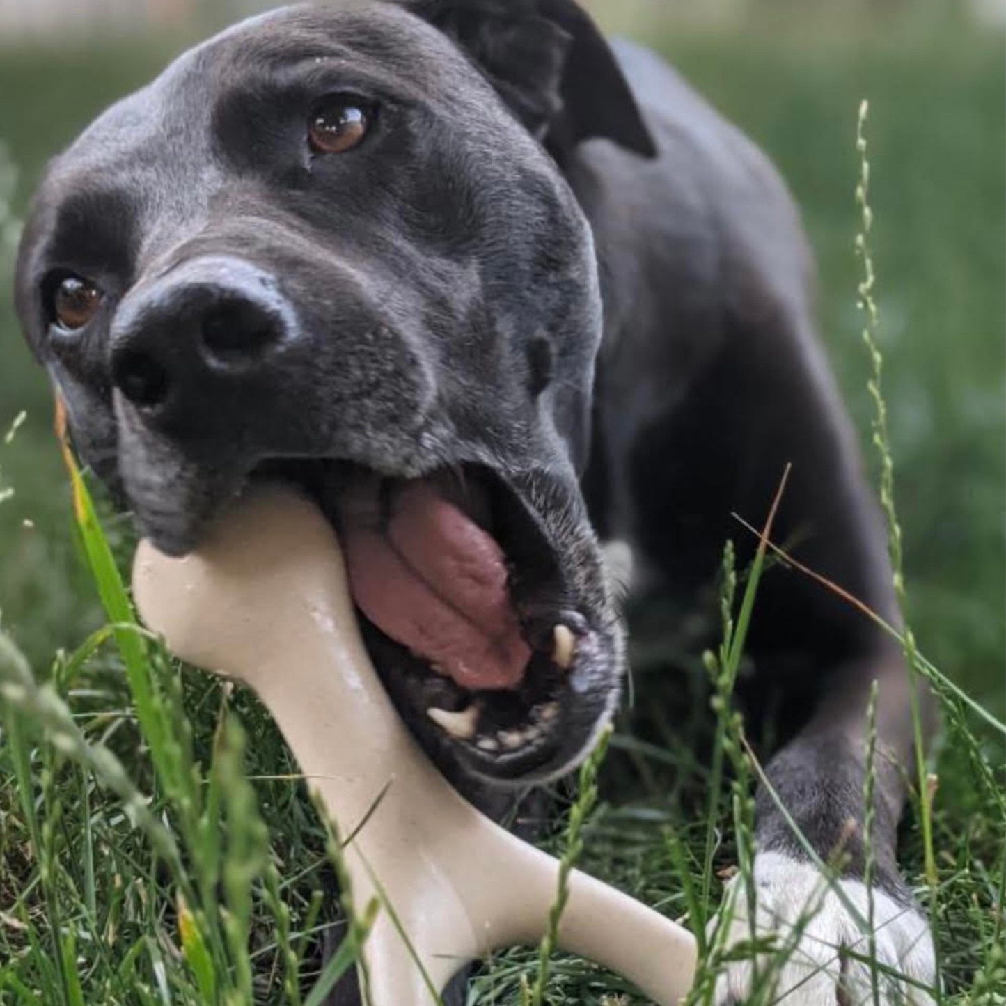 BetterBone Natural Dog Chews - BetterBone HARD -Durable, All-Natural, No Nylon, Sustainable - Unflavored / Large (dogs over 25 lbs)