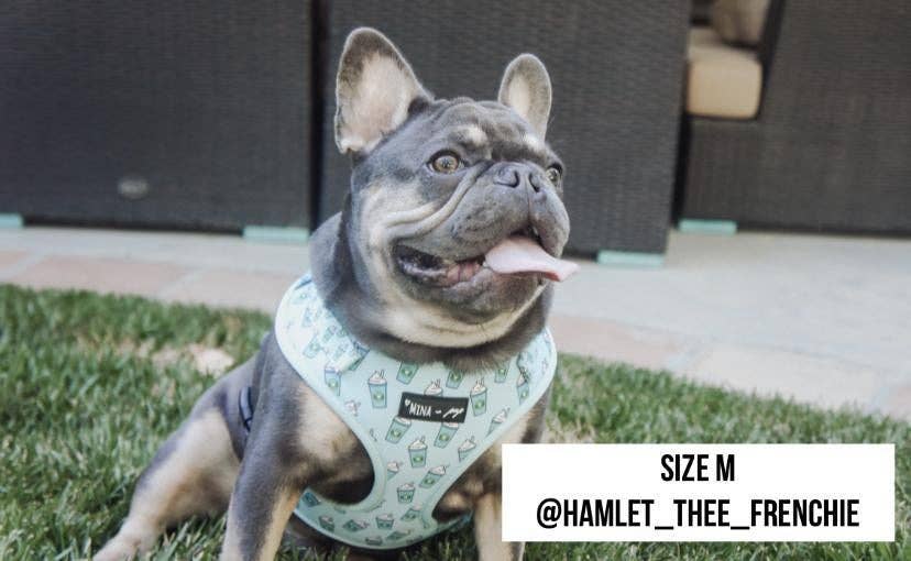 Mina + Pup - Blue Pupshake Adjustable Dog or Cat Harness