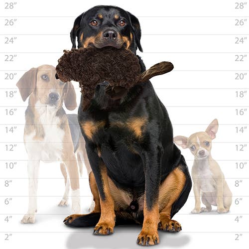 Tuffy Dog Toys - VIP Products - Mighty Nature Beaver, Plush, Squeaky Dog Toy