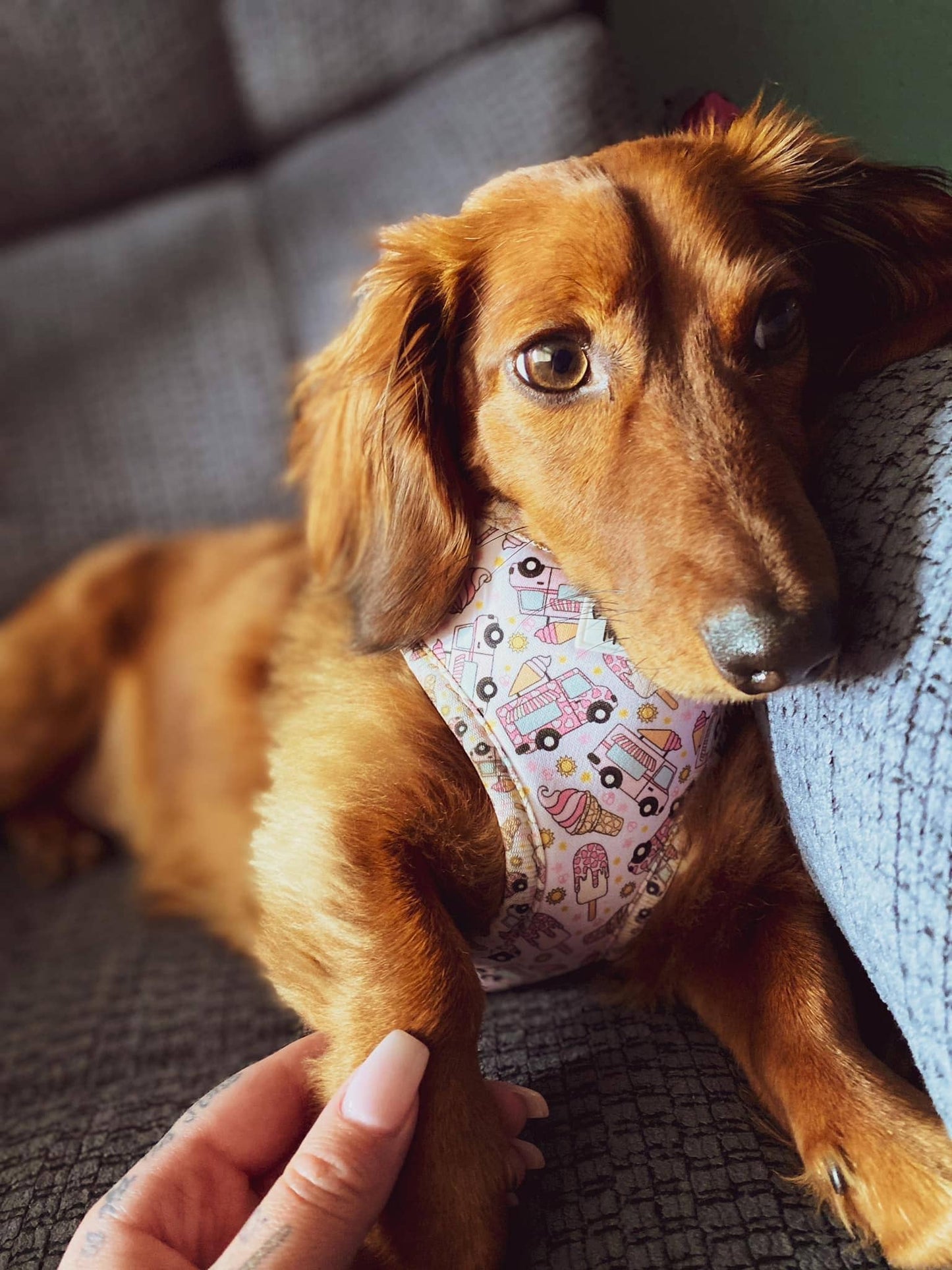 Mina + Pup - Ice Cream Dreams Adjustable Dog and Cat Harness