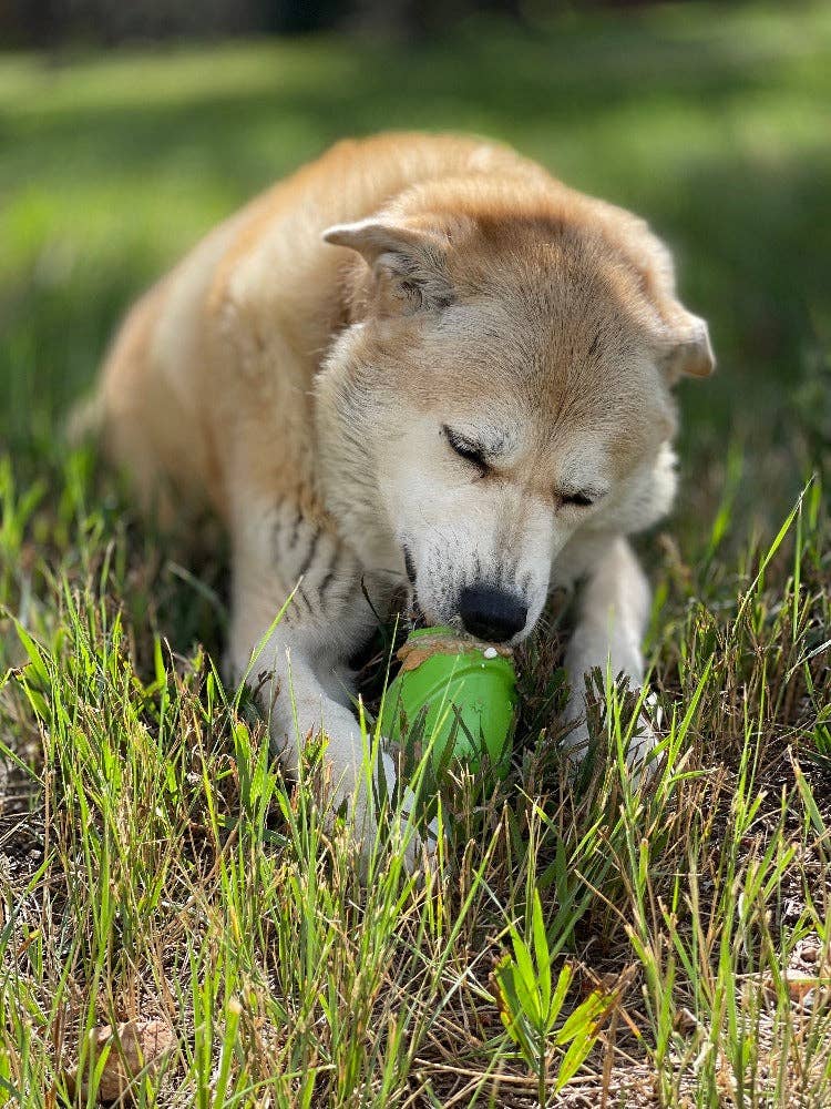 SodaPup - Gnome Durable PUP-X Synthetic Rubber Treat Dispenser - Gnome Treat Dispenser