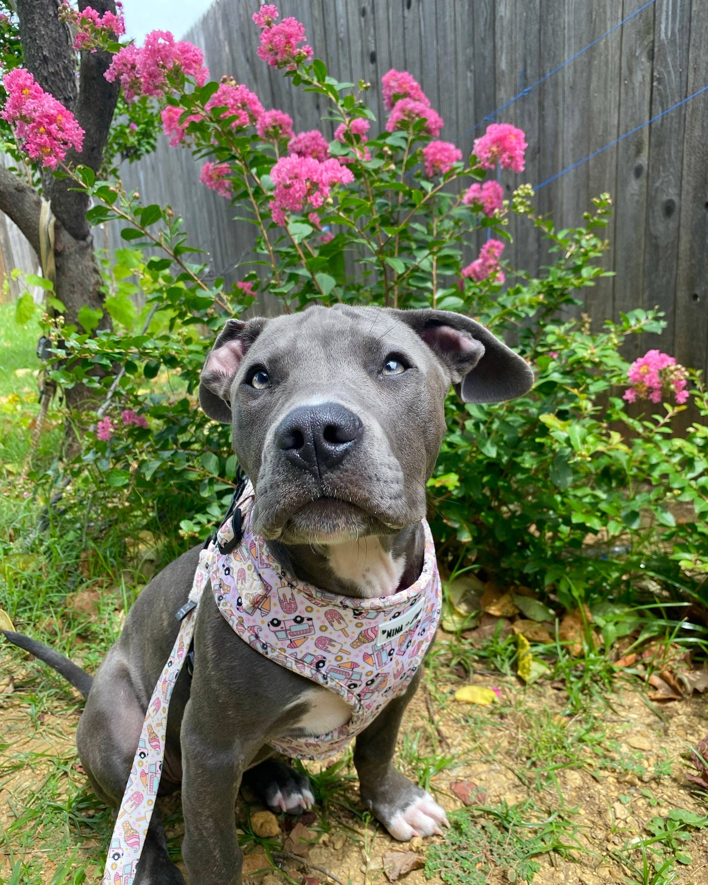 Mina + Pup - Ice Cream Dreams Adjustable Dog and Cat Harness