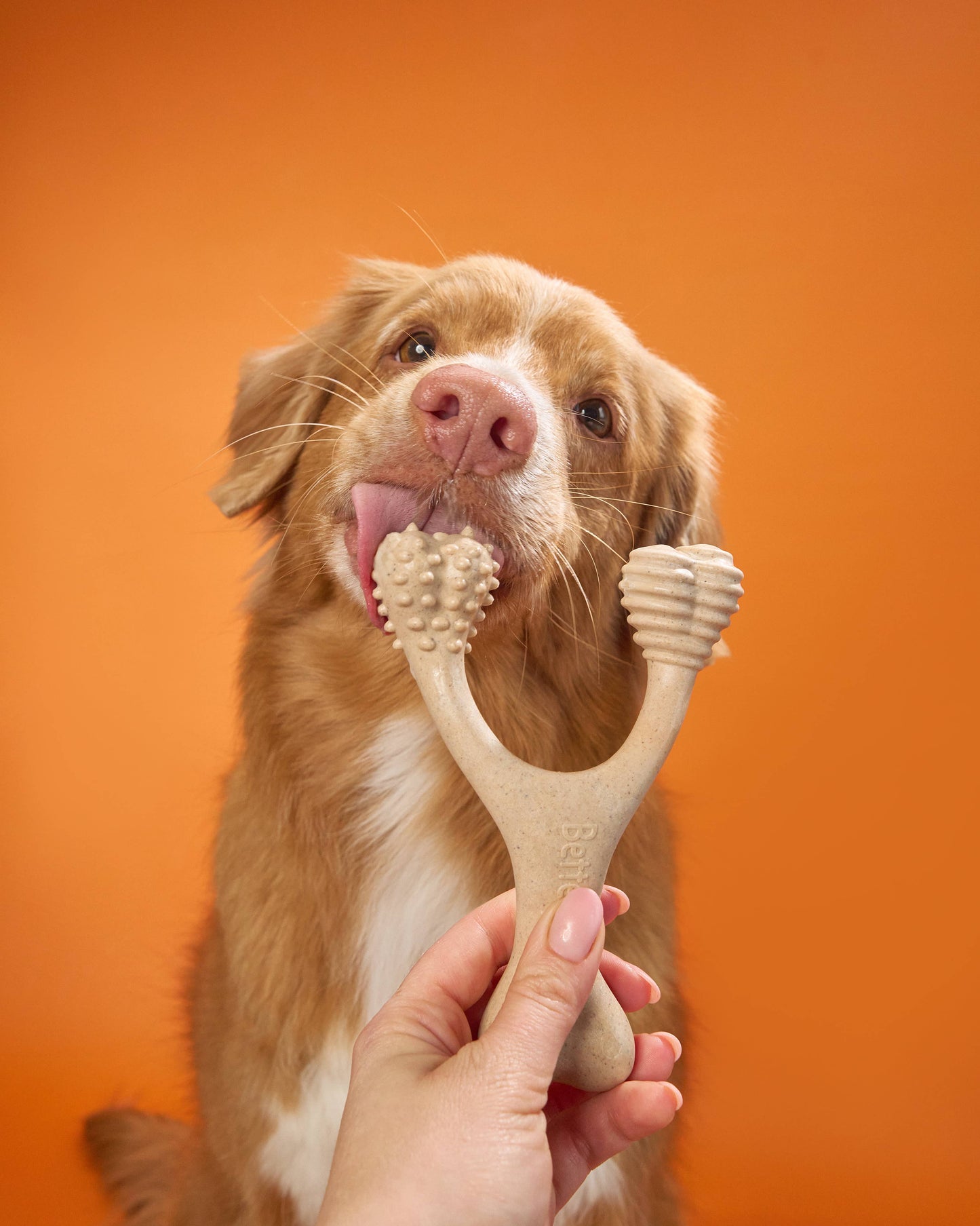 BetterBone Natural Dog Chews - BetterBone HARD -Durable, All-Natural, No Nylon, Sustainable - Beef / Small (dogs under 25 lbs)