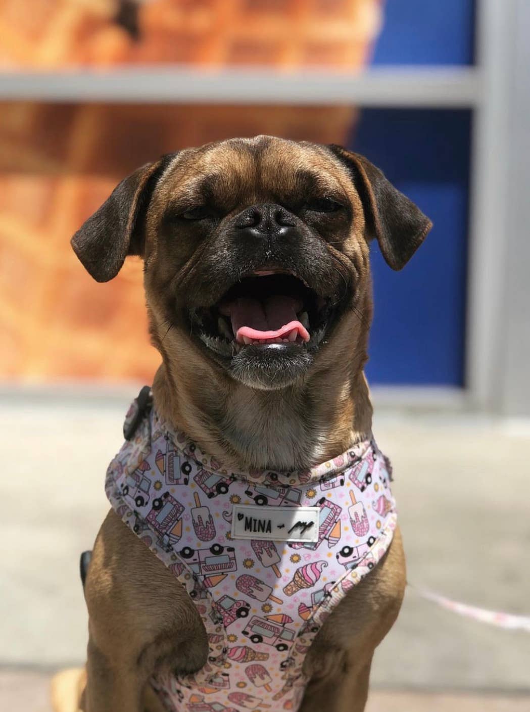 Mina + Pup - Ice Cream Dreams Adjustable Dog and Cat Harness