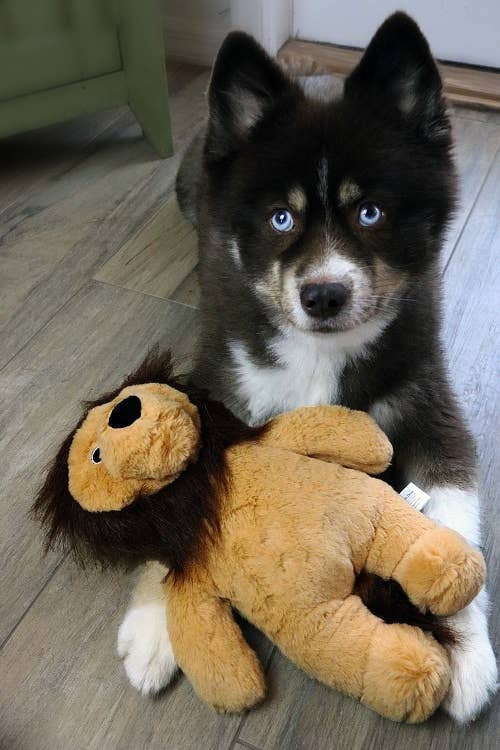 Barker's Bowtique - Dog Star Rory the Lion Plush Dog Toy - Small