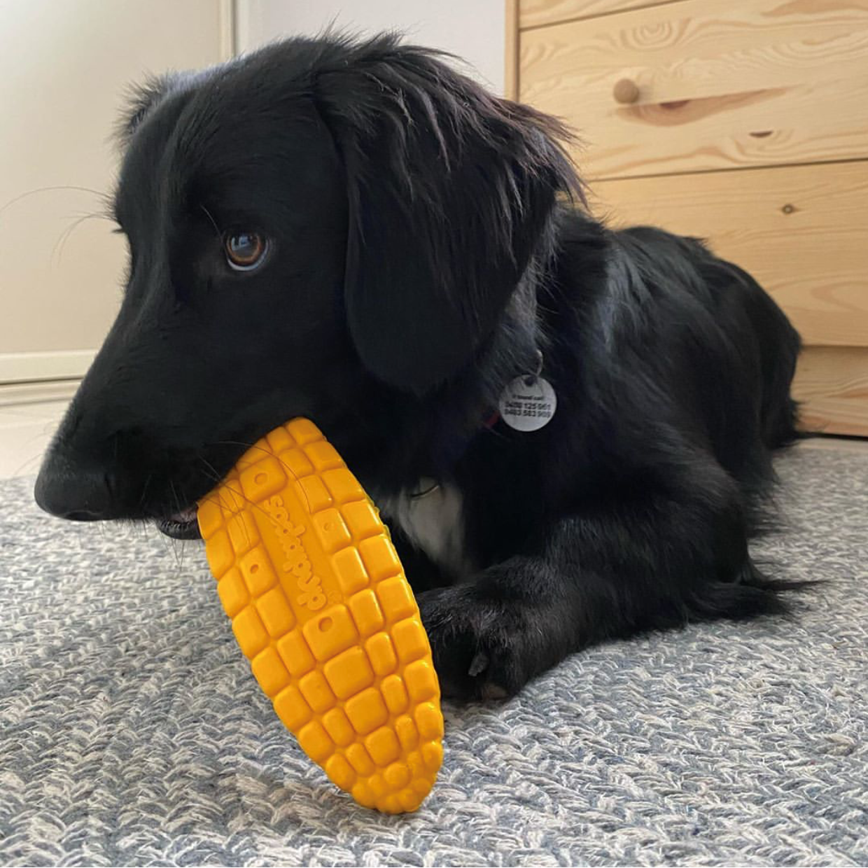 SodaPup - SP Nylon Corn on the Cob Chew Toy - Medium/Large