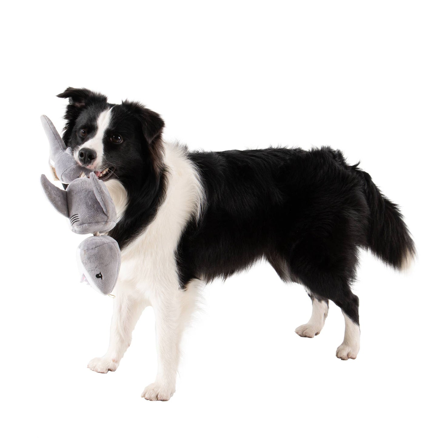 Tall Tails - Tall Tails Shark Jointed Shake Play Dog Toy