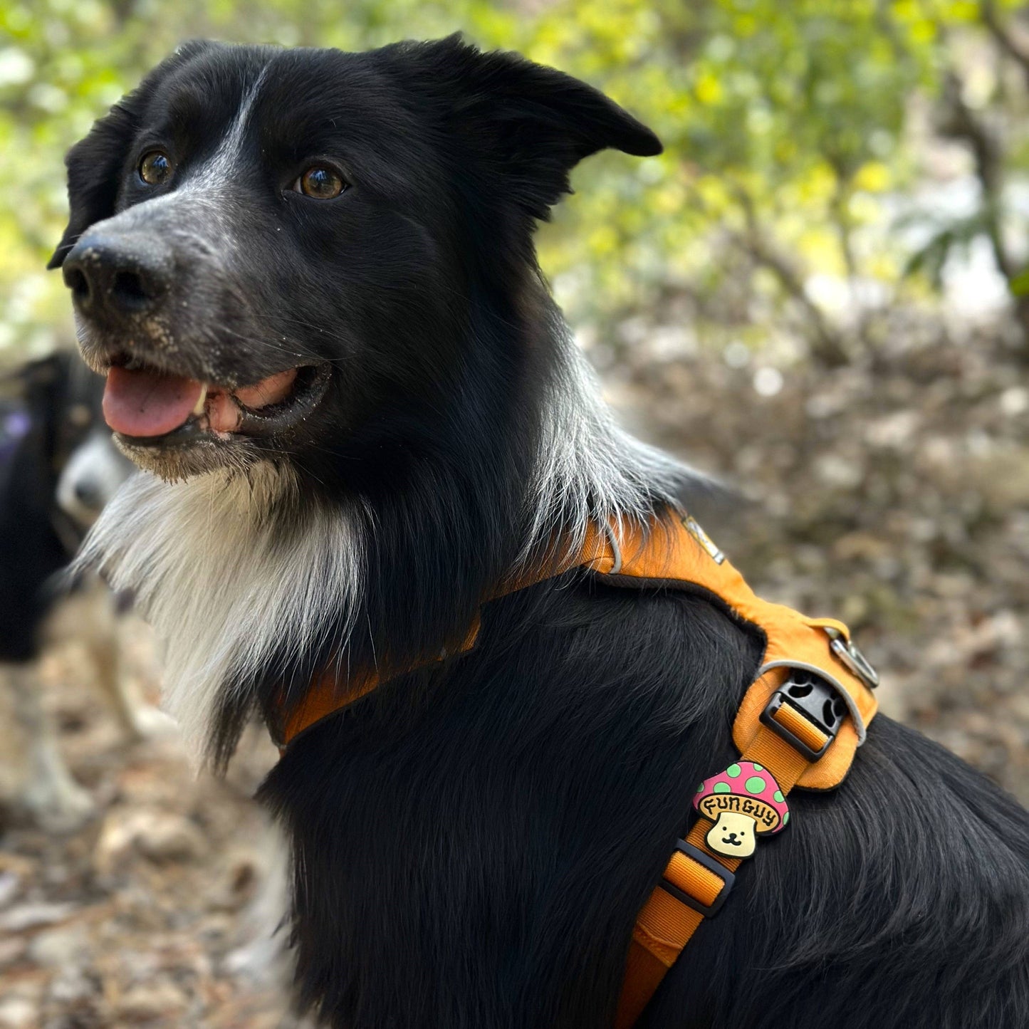 Jiby Dog Crew - Fun Guy Dog Jiby