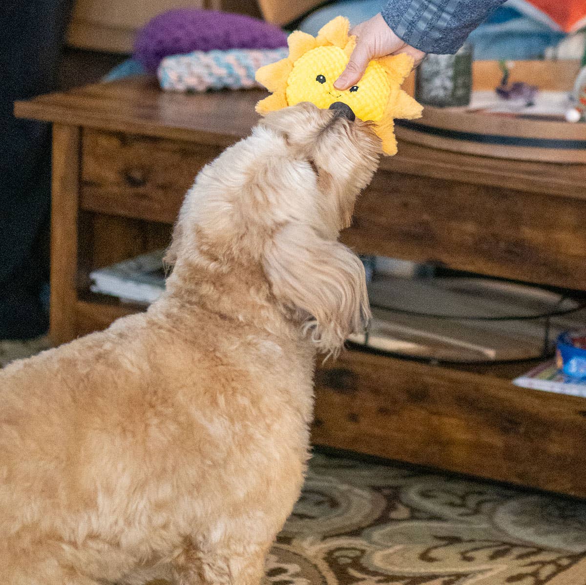 Pet Palette Distribution - ThoozyPet Sun Plush Dog Toy 8"