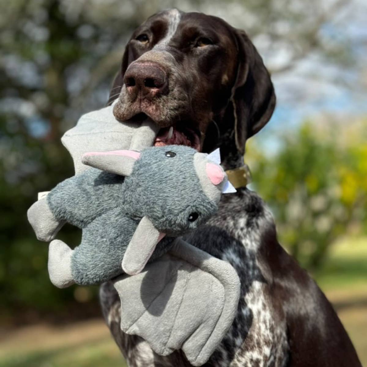 Tall Tails - Bat Fling and Fetch Toy for Dogs