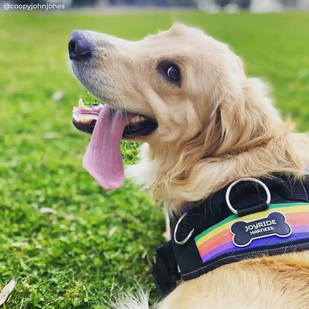 Joyride Harness - Rainbow Joyride Basic Essential Dog Harness 1.0 - XL