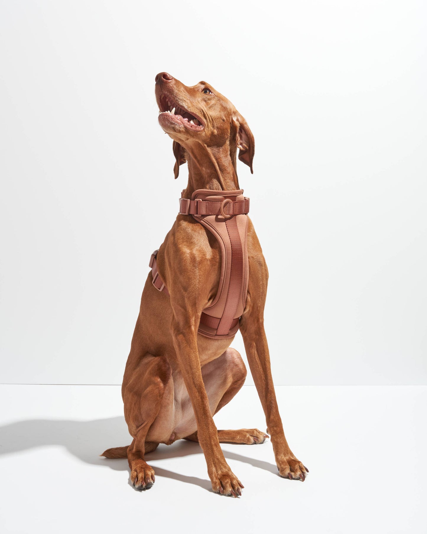 Wild One - Adjustable Comfort Dog Harness - Moonstone / MEDIUM