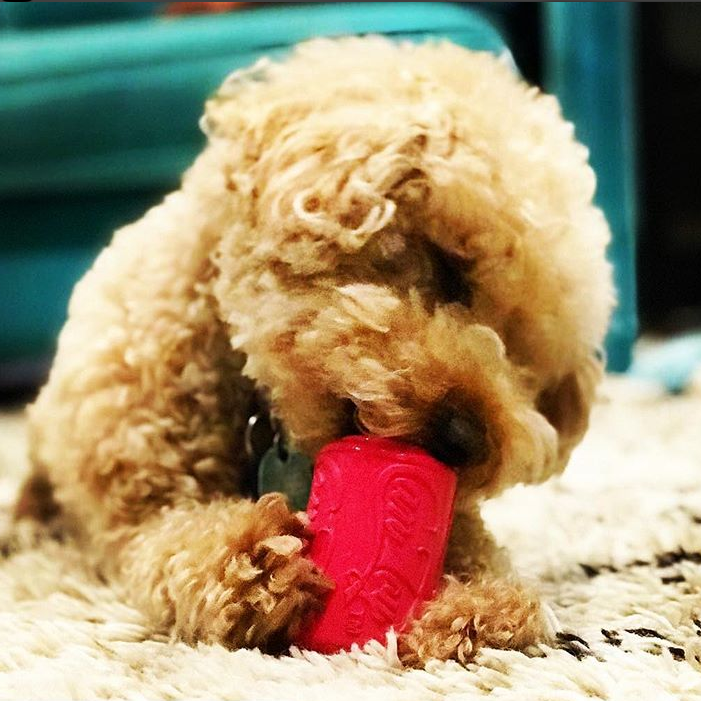 SodaPup - SP Puppy Can Toy - Chew Toy - Treat Dispenser - Pink - Large