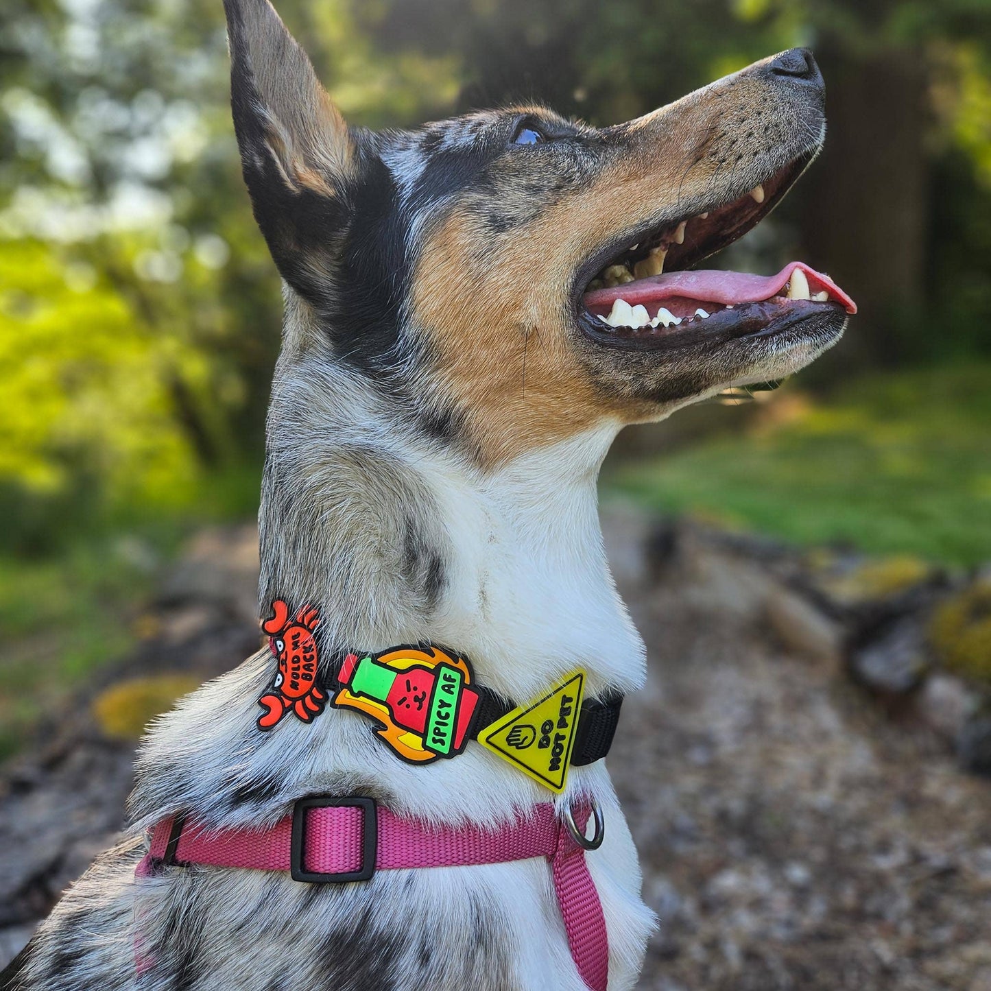 Jiby Dog Crew - Spicy AF Dog Jiby