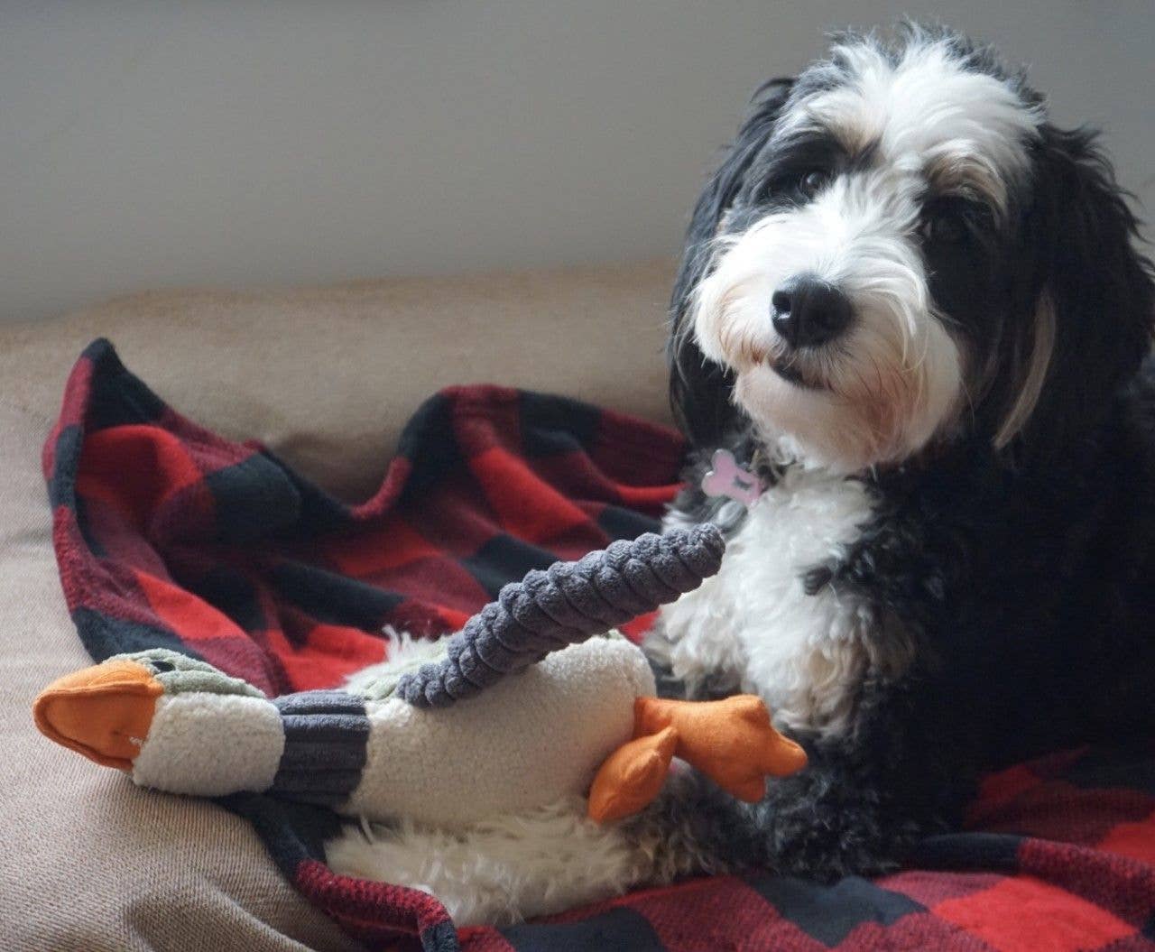 Tall Tails - Tall Tails Plush Duck Squeaker Toy - 12"