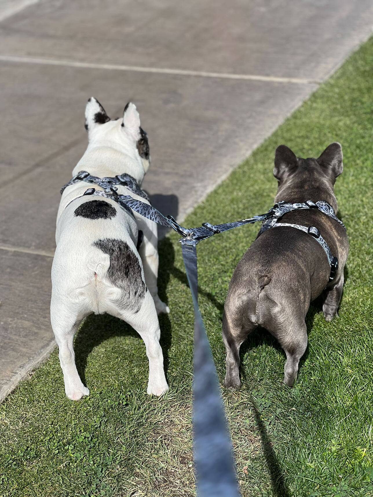 Mina + Pup - YOU'RE SO GLAM LEASH SPLITTER: WALK 2 dogs with 1 leash!