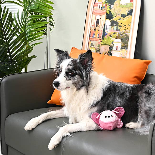 Hugsmart Products Inc - HugSmart Pet - Puppy Garden | Butterfly - Dog Ball Toy