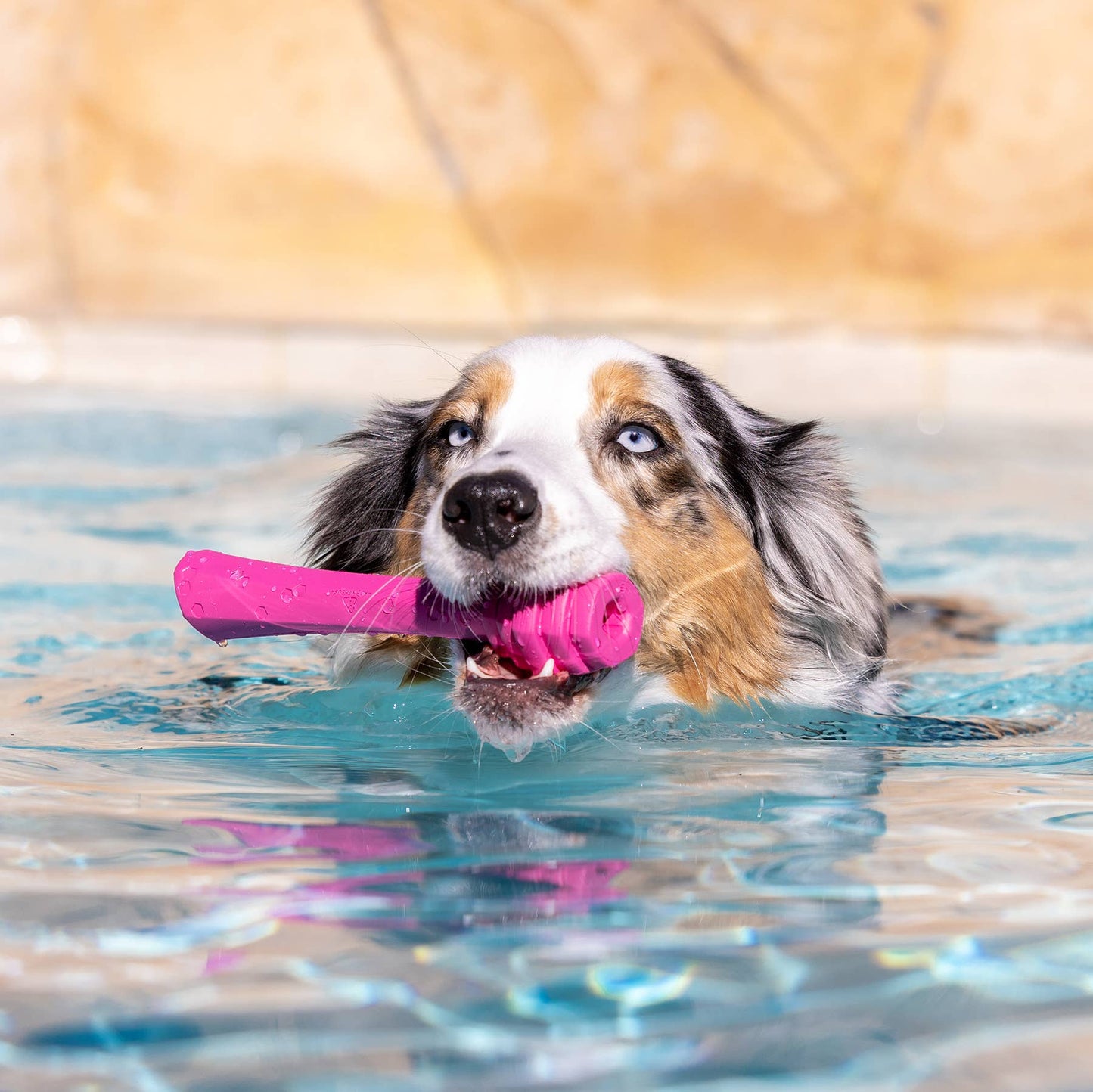 Project Hive Pet Company - Hive Fetch Stick