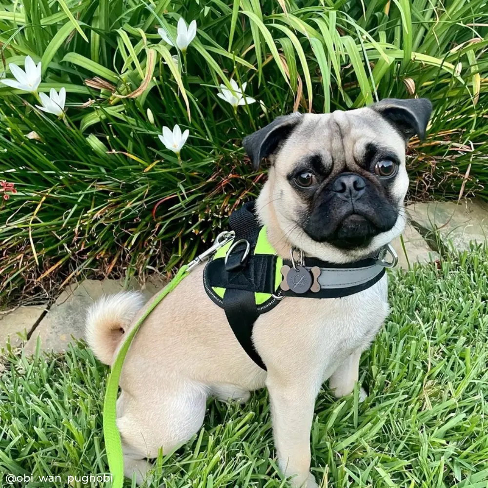 Joyride Harness - Joyride Basic Essential Dog Harness 1.0 - Green Glow / XS, XXL
