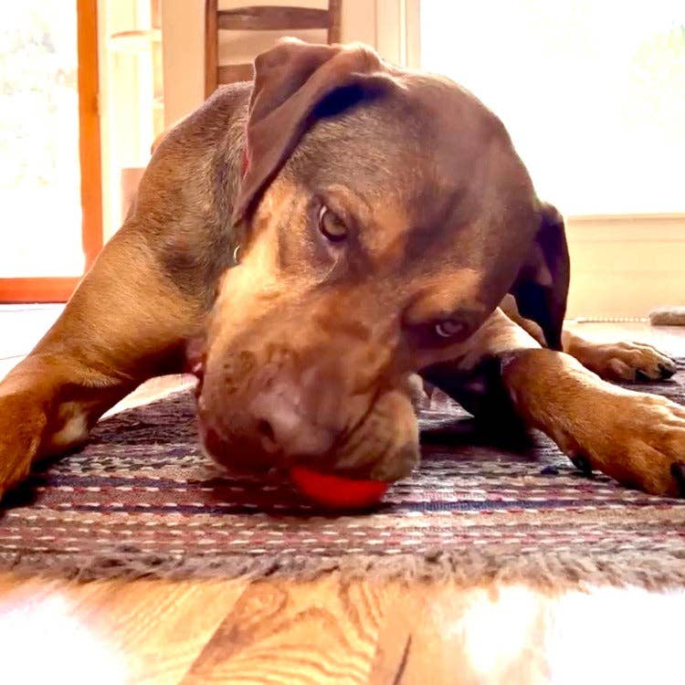 SodaPup - Squeak Ball Ultra Durable PUP-X Squeaking, Chewing, Floating & Retrieving Ball - Large Squeaker Ball - glow in the dark